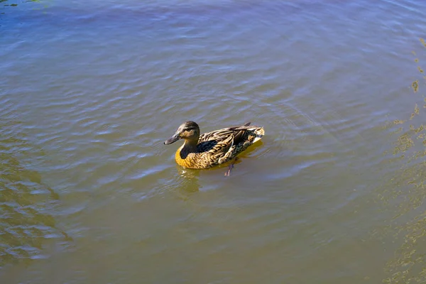 鸭子在池塘里游泳 沐浴在阳光下 户外康乐概念 — 图库照片