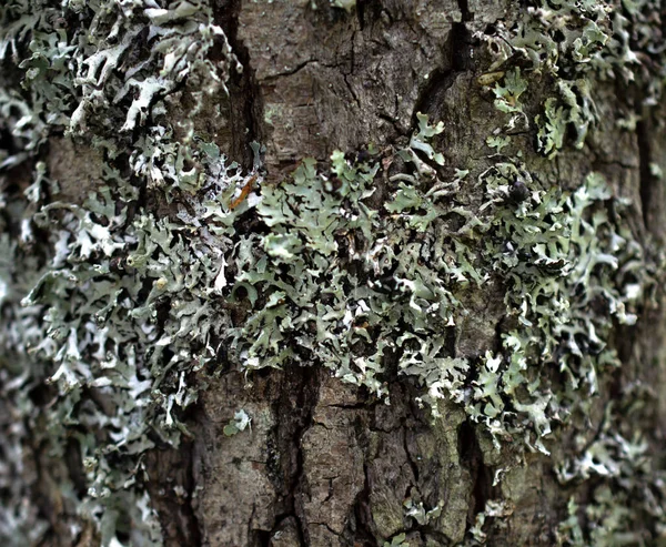 Primo piano del lichene sulla corteccia di un albero nella foresta. — Foto Stock