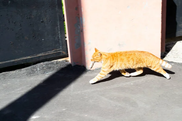 a ginger cat runs and drags a caught mouse in its teeth. wild nature.