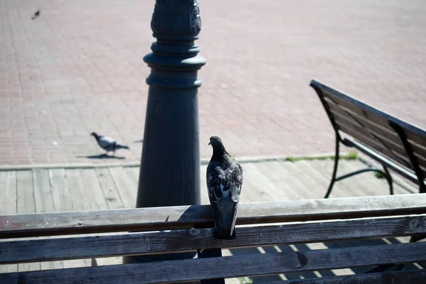 Taube Auf Der Rückseite Einer Parkbank Wildes Leben — Stockfoto