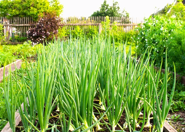 Oignons Verts Poussant Dans Lit Jardin Maison Campagne Datcha Aliments — Photo