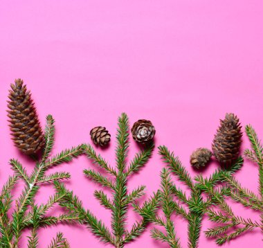 İçinde koni olan bir Noel ağacının yeşil dalları. Pembe arka planda Noel kompozisyonu. Düz konum, üst görünüm, kopyalama alanı.