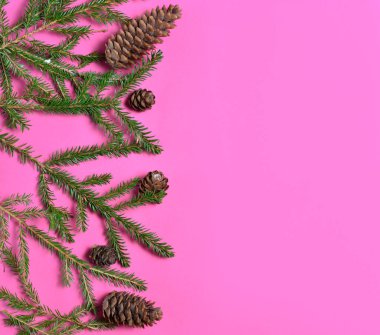 İçinde koni olan bir Noel ağacının yeşil dalları. Pembe arka planda Noel kompozisyonu. Düz konum, üst görünüm, kopyalama alanı.