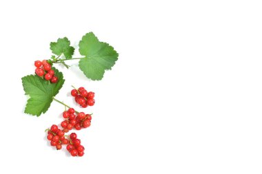 Frenk üzümü kırmızısı beyaz üzerine