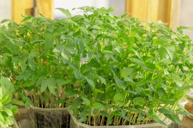 Plastik tepside domates tohumları. Plastik tepside yeşil domates filizleri. Geçmişi. Yakın çekim.