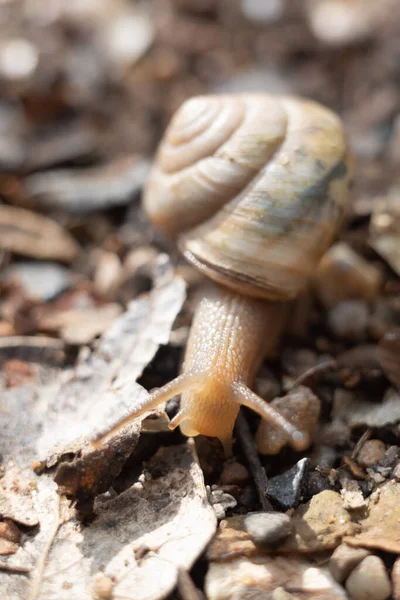 Grape snail. Image of snail closeup. Snail creeps on ground.