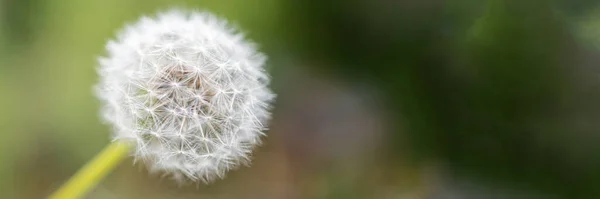 Dandelion on a green background. Image of a white dandelion flower. Closeup. Banner