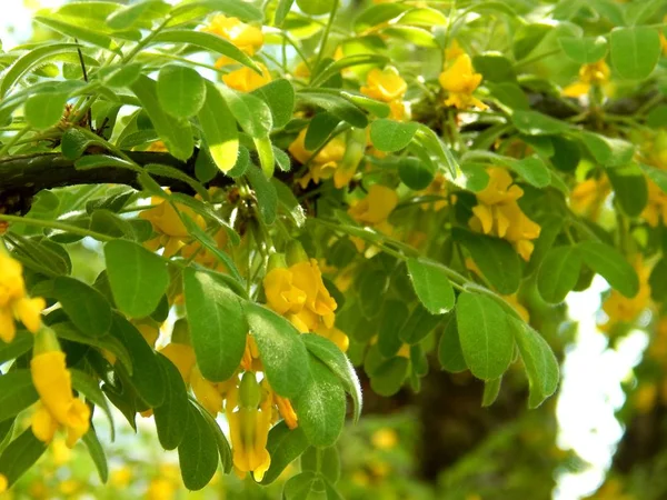 Flores Amarillas Una Rama Acacia Primer Plano — Foto de Stock