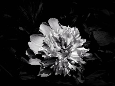 Çiçekler bir siyah beyaz fotoğraf