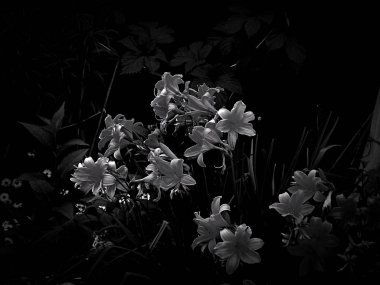 Çiçekler bir siyah beyaz fotoğraf