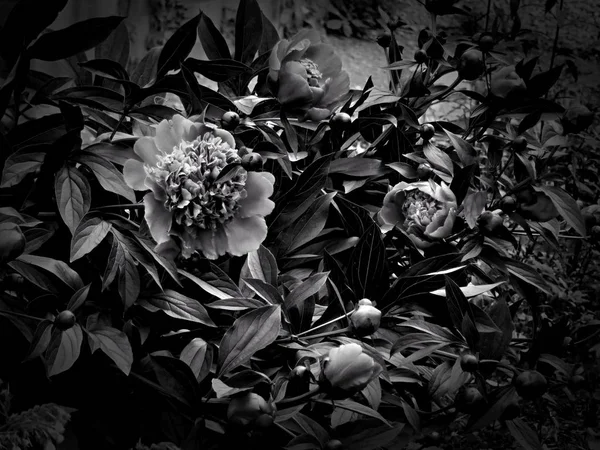 Flowers on a black and white photo