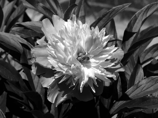 Flowers on a black and white photo