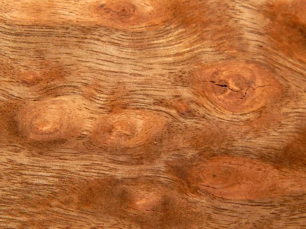 单板桉树蓝宝石天然木材 用于室内和家具的材料 — 图库照片