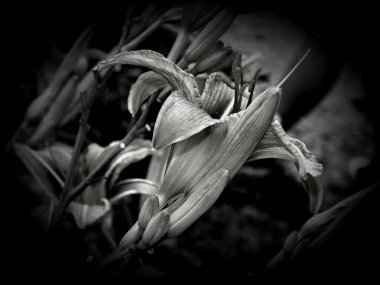 Çiçekler bir siyah beyaz fotoğraf