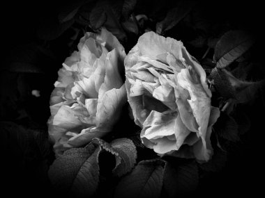 Çiçekler bir siyah beyaz fotoğraf