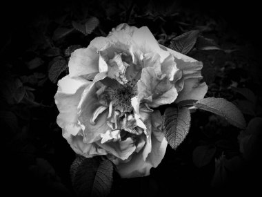 Çiçekler bir siyah beyaz fotoğraf
