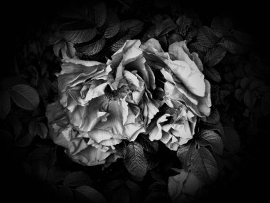 Çiçekler bir siyah beyaz fotoğraf