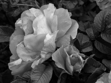 Çiçekler bir siyah beyaz fotoğraf