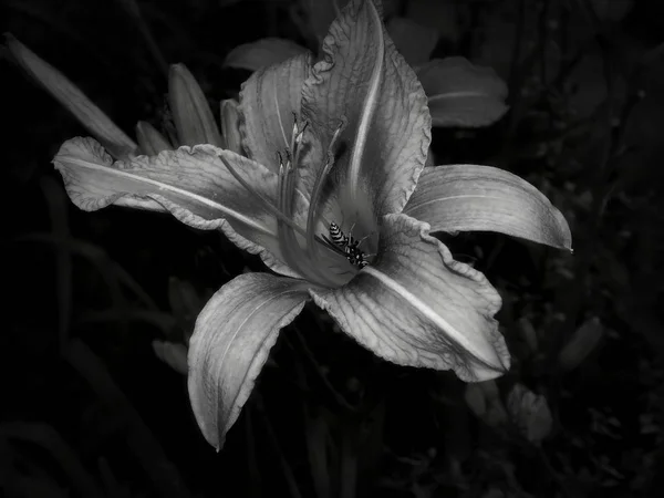 Blumen Auf Einem Schwarz Weiß Foto — Stockfoto