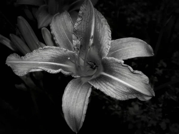 Flowers on a black and white photo