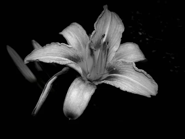 Květiny Černo Bílé Fotografie — Stock fotografie