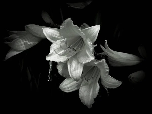 Flores Uma Foto Preto Branco — Fotografia de Stock