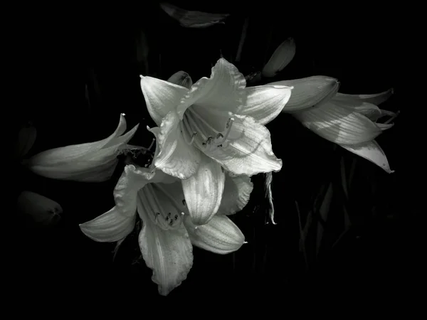 Flowers on a black and white photo