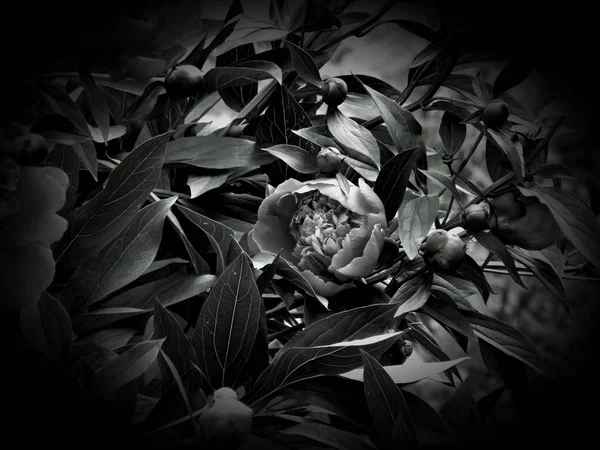 Flowers on a black and white photo