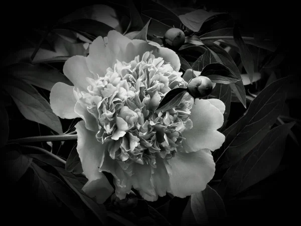 Flowers on a black and white photo