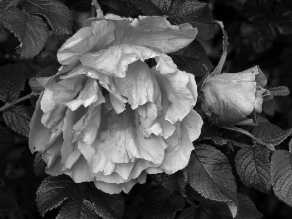 Fiori Una Fotografia Bianco Nero — Foto Stock