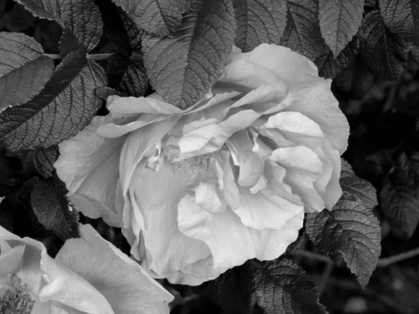 Flowers on a black and white photo