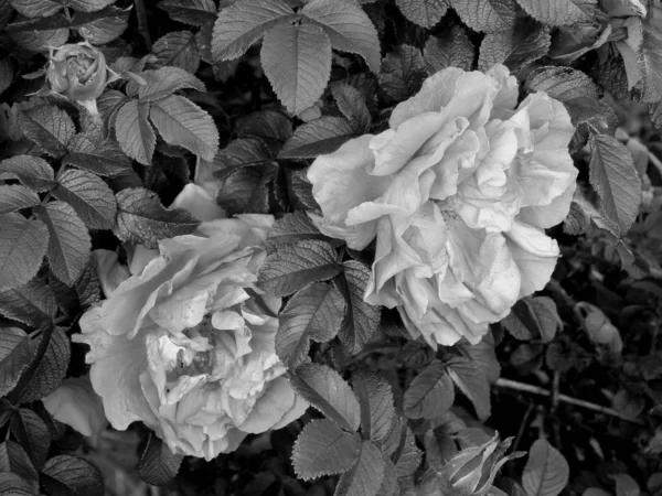 Flowers on a black and white photo