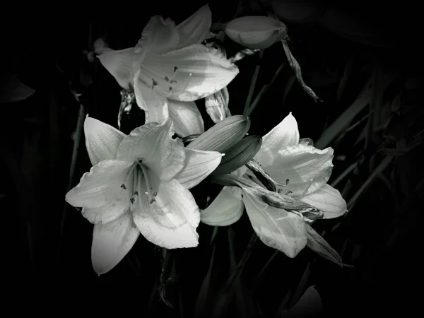 Bloemen Een Zwart Wit Foto Stockfoto