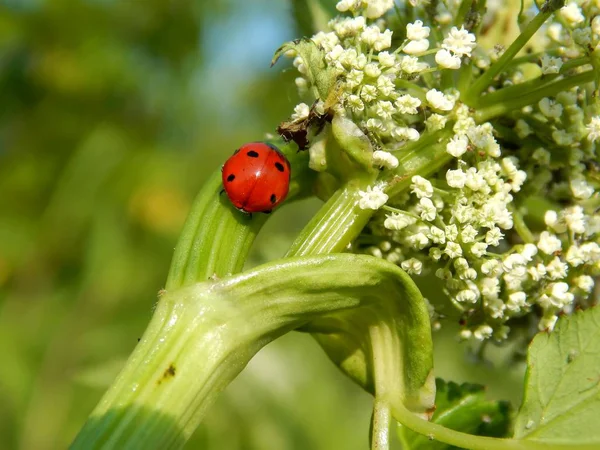 Mariquita Naturaleza Cerca — Foto de Stock