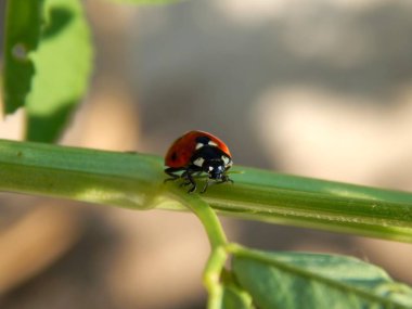vahşi yakın çekimde uğur böceği