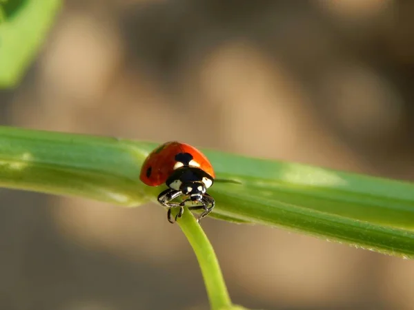 Vahşi Yakın Çekimde Uğur Böceği — Stok fotoğraf