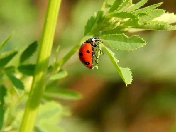 Mariquita Naturaleza Cerca — Foto de Stock