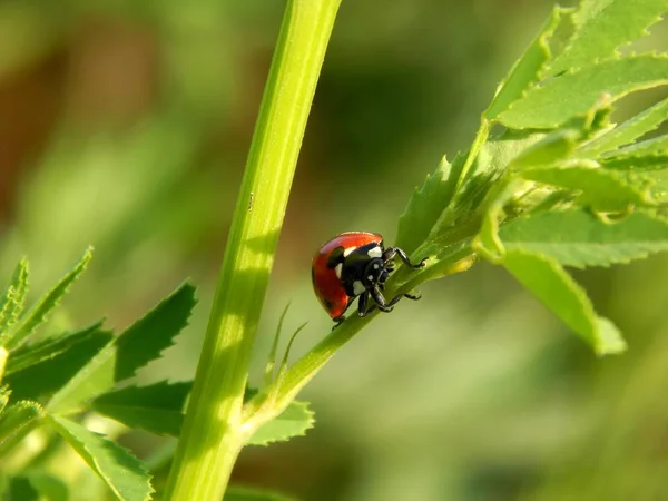 Ladybug Wild Close — Stock Photo, Image