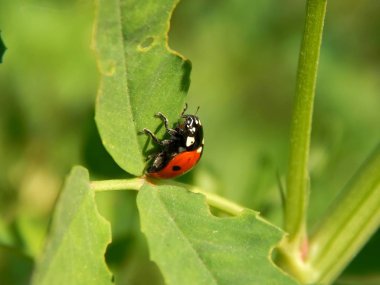 vahşi yakın çekimde uğur böceği
