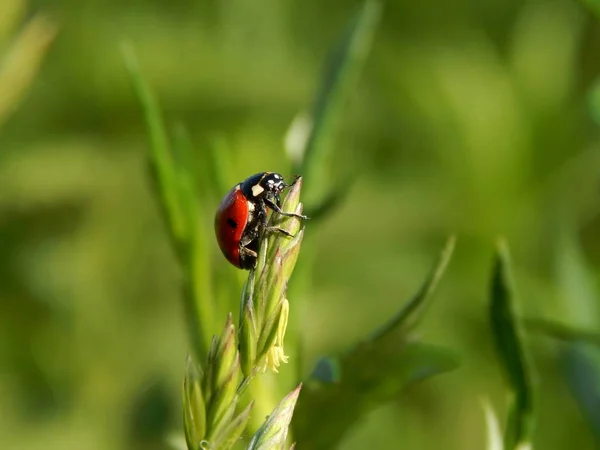 Mariquita Naturaleza Cerca — Foto de Stock