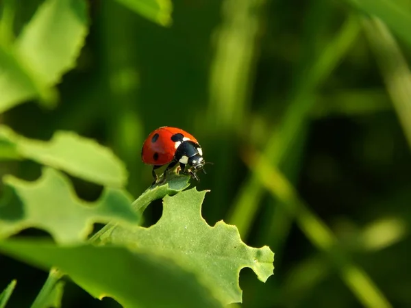 Mariquita Naturaleza Cerca — Foto de Stock