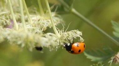 vahşi yakın çekimde uğur böceği
