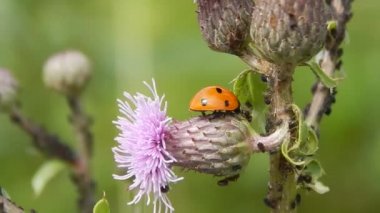 vahşi yakın çekimde uğur böceği