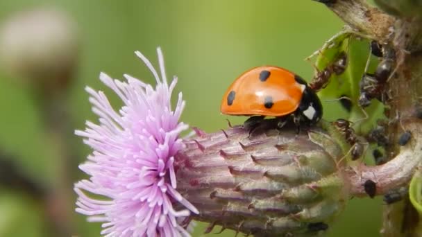 Coccinella Selvaggio Primo Piano — Video Stock