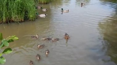 Sıcak bir günde insanlar ördeği gölde ördekle besler.