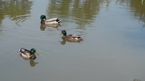 People Feed Duck Ducklings Lake Hot Day — Stock Video