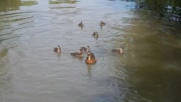 Les Gens Nourrissent Canard Avec Des Canetons Sur Lac Par — Video