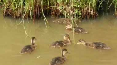 Sıcak bir günde insanlar ördeği gölde ördekle besler.