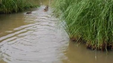 Sıcak bir günde insanlar ördeği gölde ördekle besler.