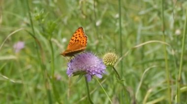Çim closeup içinde oturan kelebek